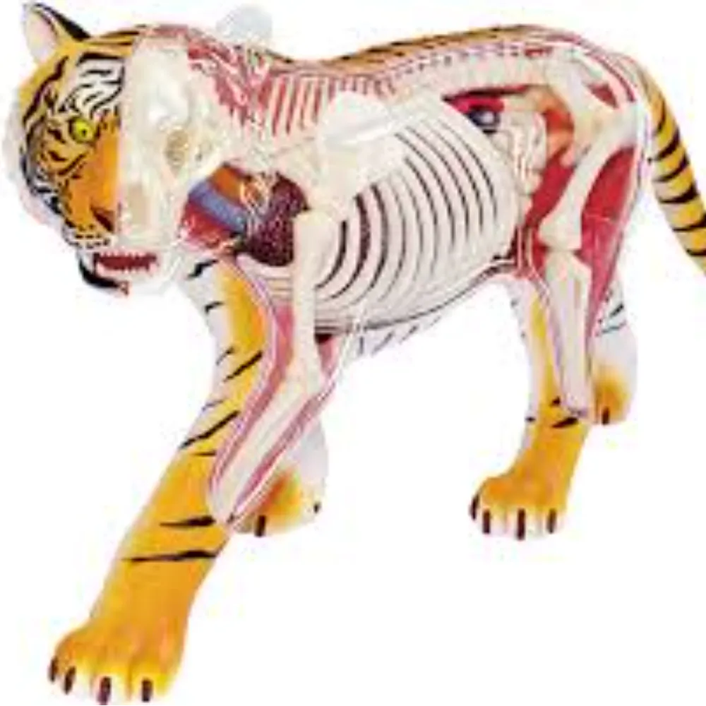 4D Vision Animal Tiger