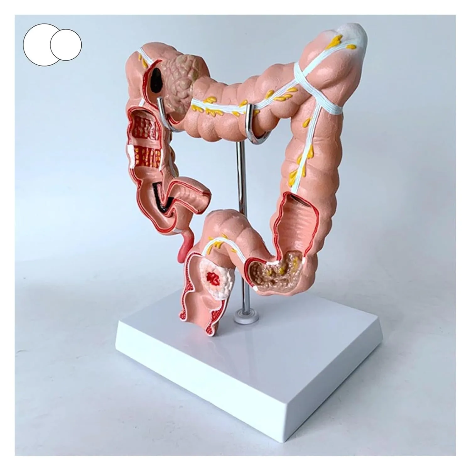 Anatomy Model, Human Anatomical Anatomy Digestive System, Replica for Human solely repeat decide California buck Massachusetts Anatomy and Physiology Education Colon Model, 3D Human 