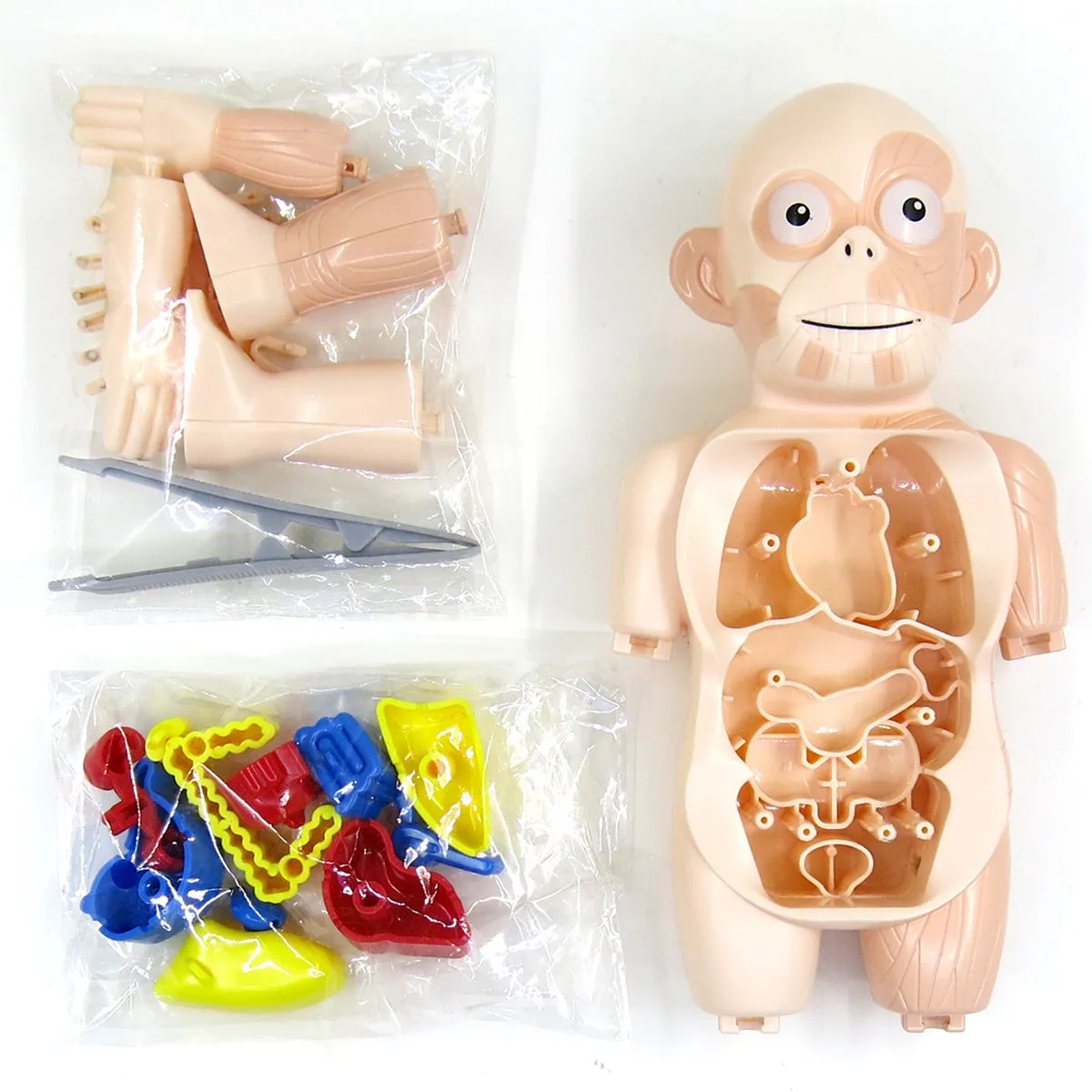 Britenway Body Parts Game Organ Assembled Toys for Boys Girls