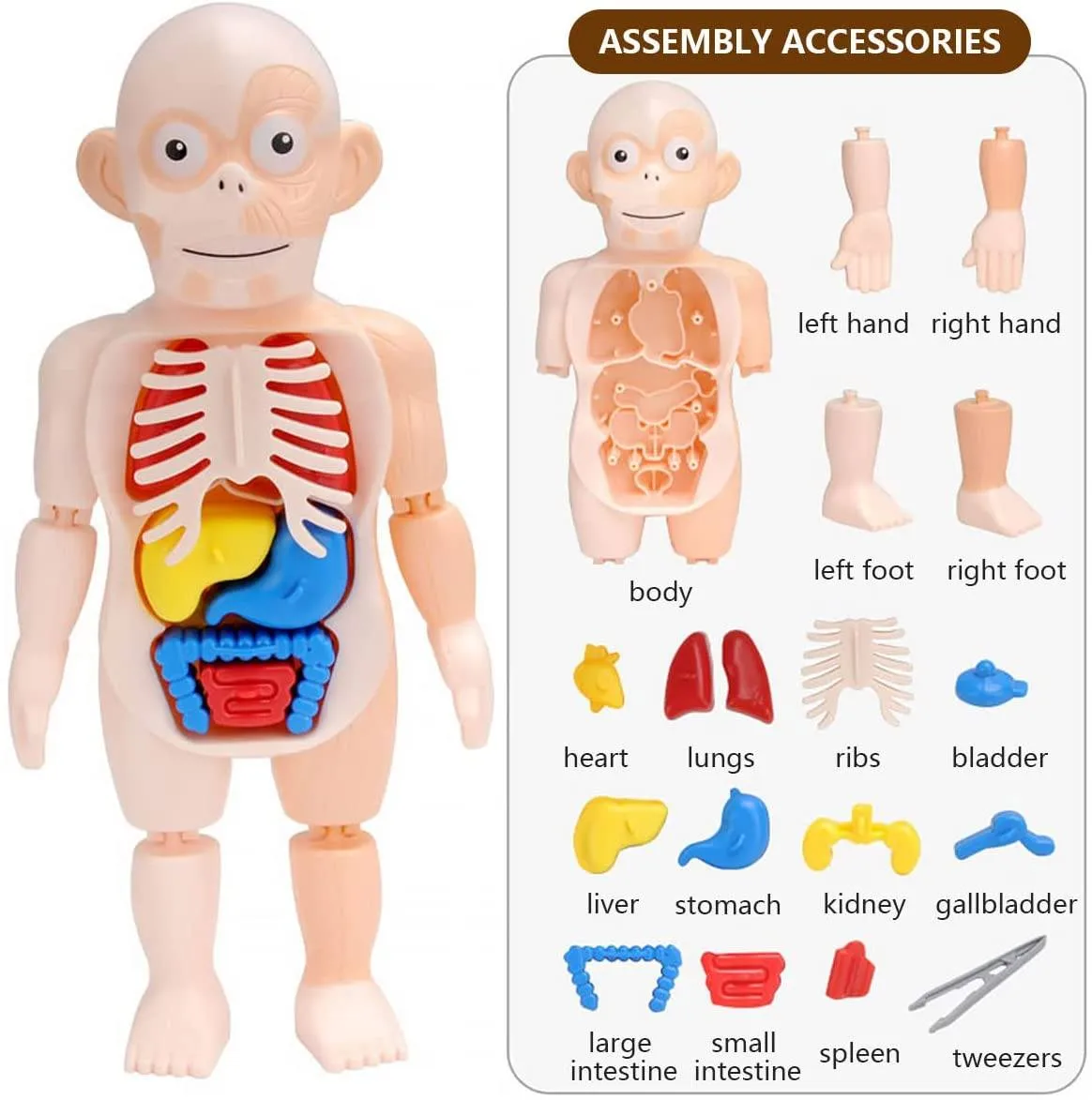 Britenway Body Parts Game Organ Assembled Toys for Boys Girls