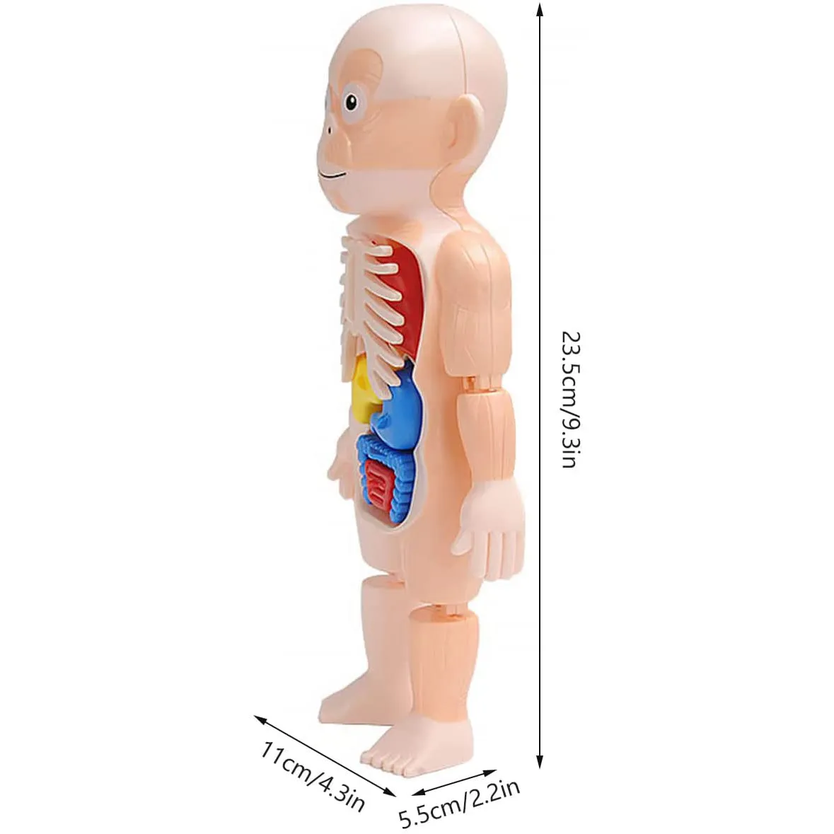 Britenway Body Parts Game Organ Assembled Toys for Boys Girls