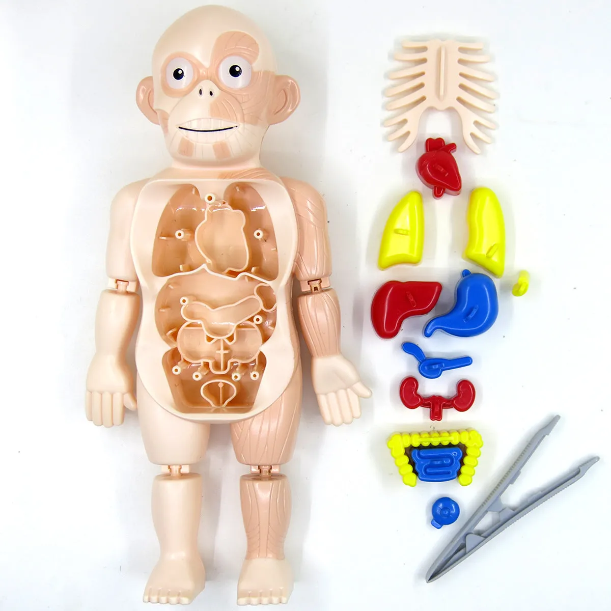 Britenway Body Parts Game Organ Assembled Toys for Boys Girls