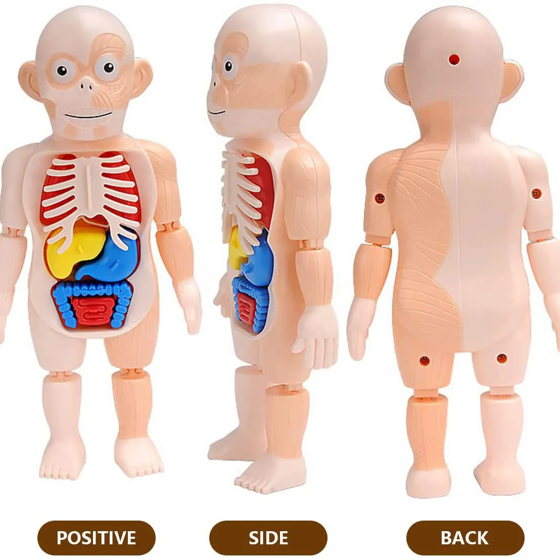 Britenway Body Parts Game Organ Assembled Toys for Boys Girls