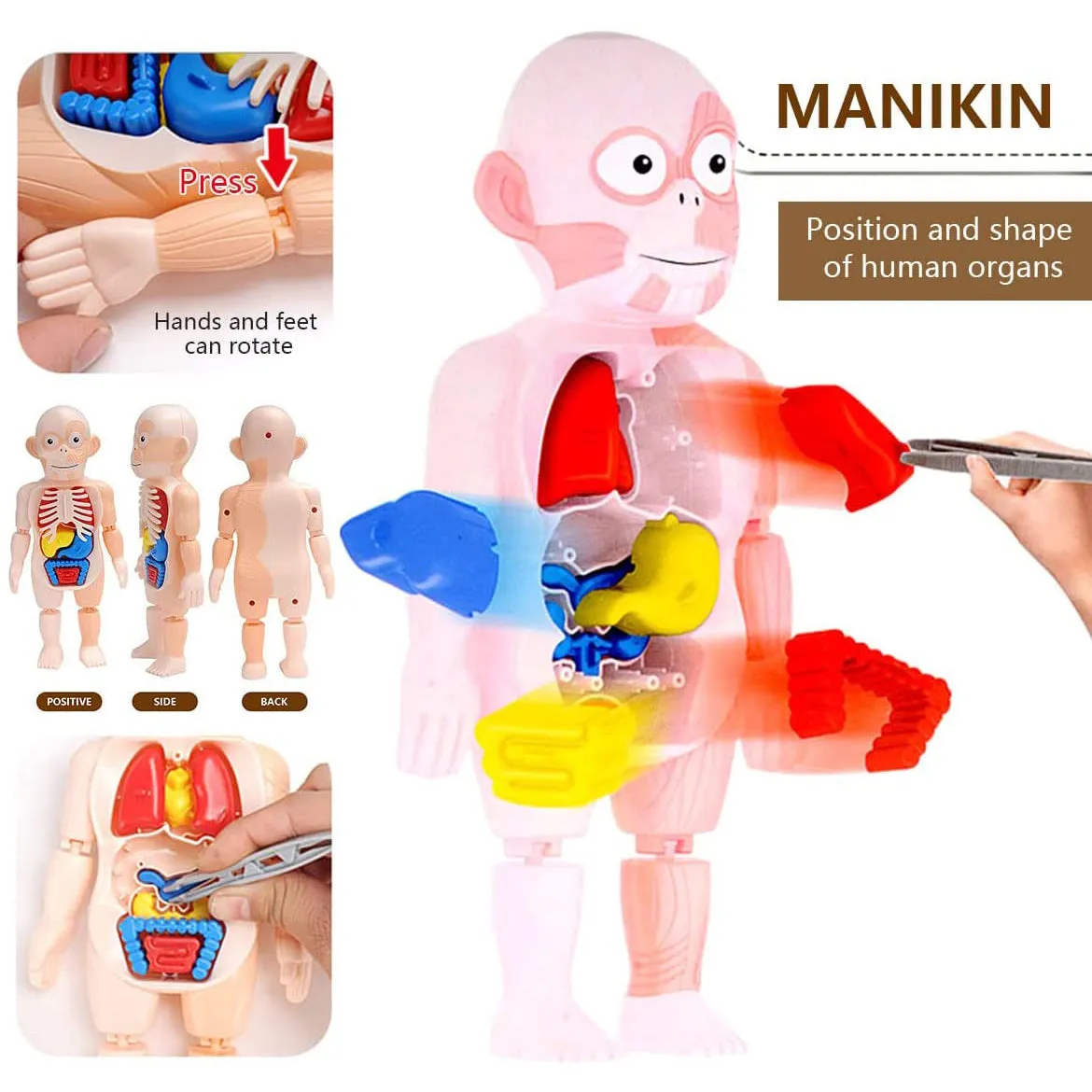 Britenway Body Parts Game Organ Assembled Toys for Boys Girls