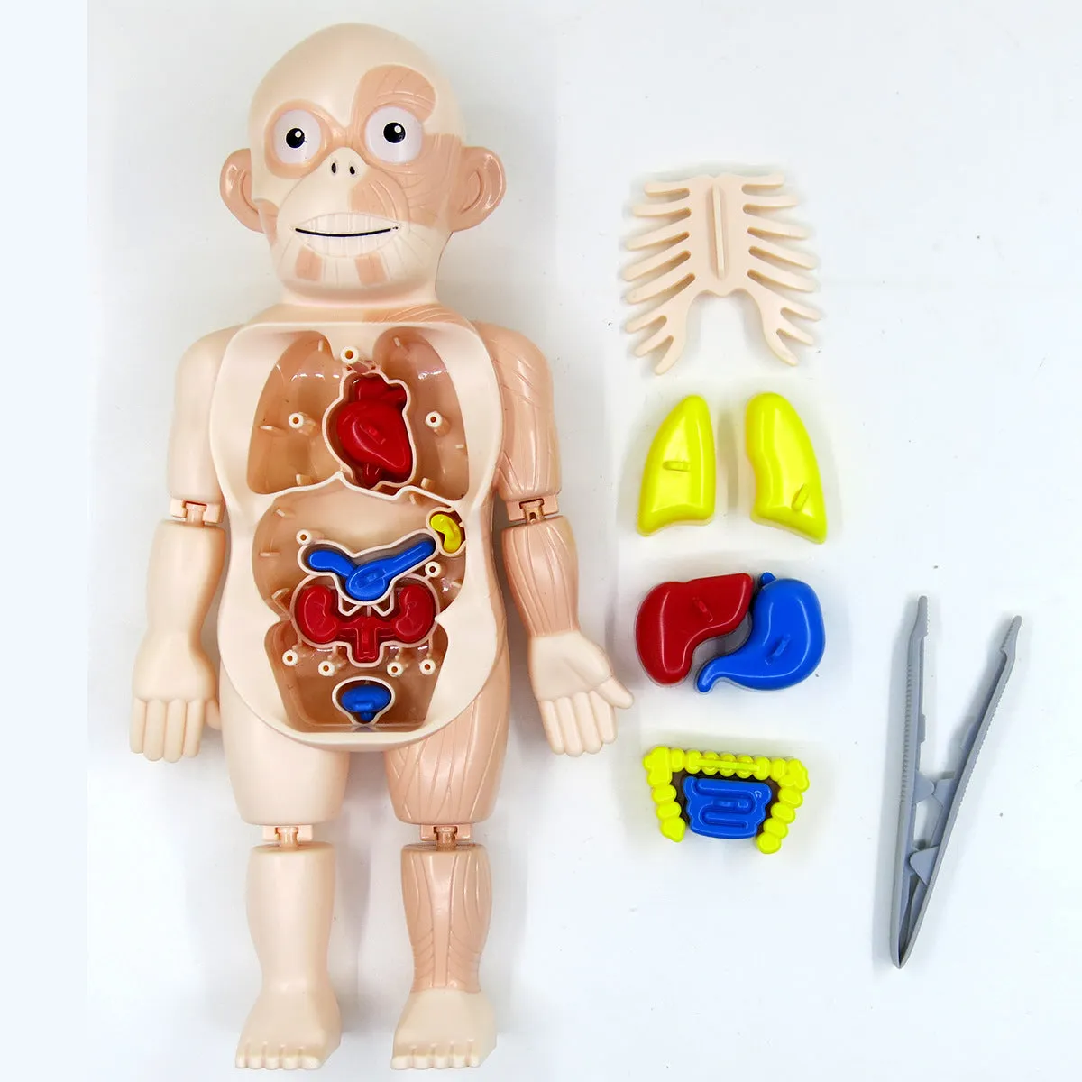 Britenway Body Parts Game Organ Assembled Toys for Boys Girls