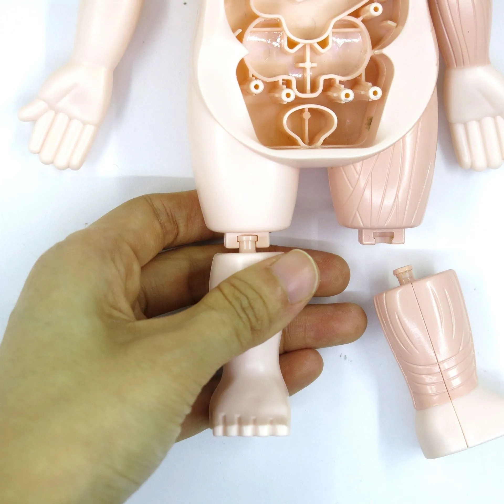 Britenway Body Parts Game Organ Assembled Toys for Boys Girls