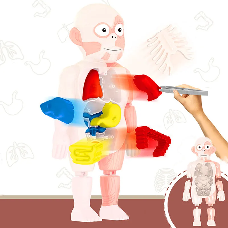 Britenway Body Parts Game Organ Assembled Toys for Boys Girls