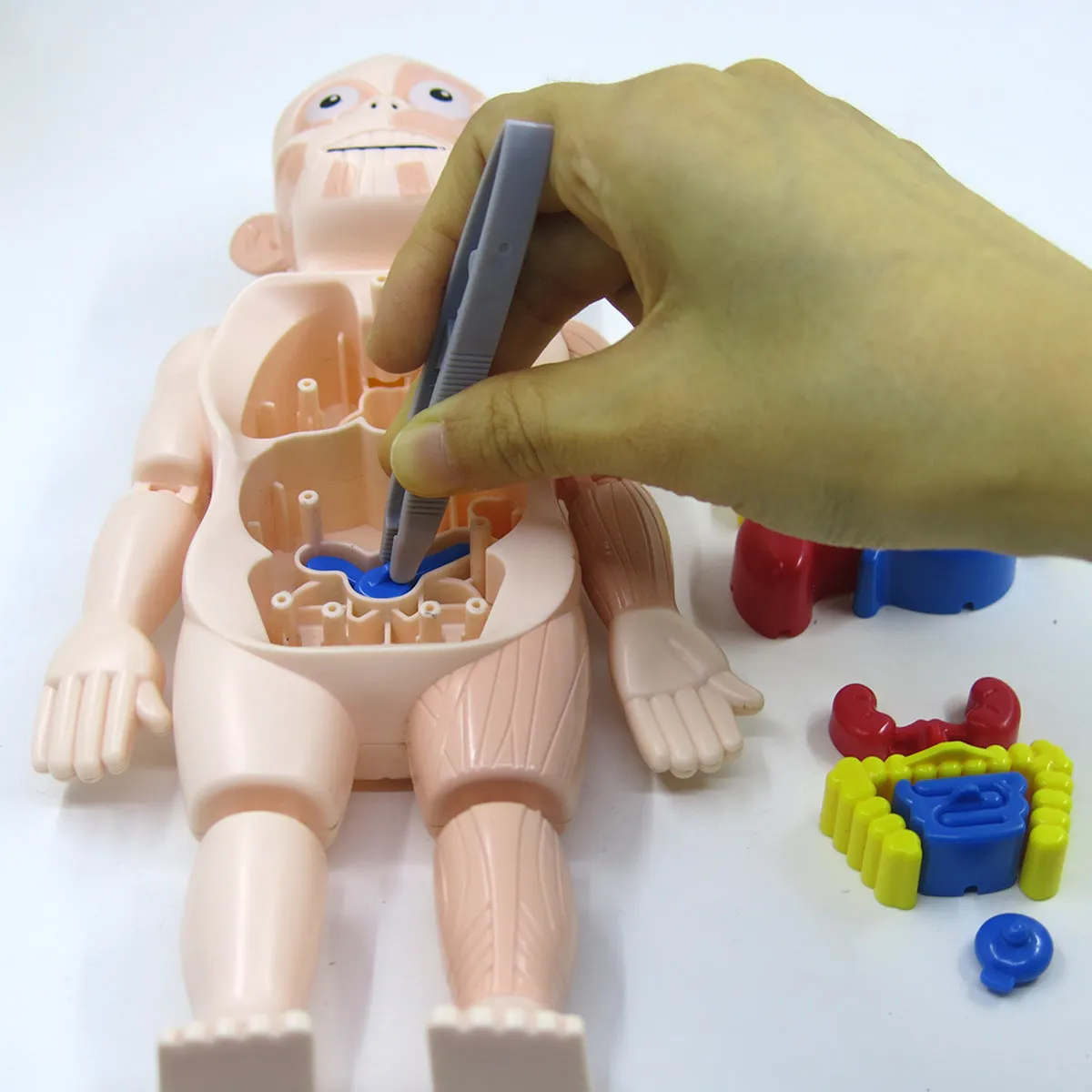 Britenway Body Parts Game Organ Assembled Toys for Boys Girls