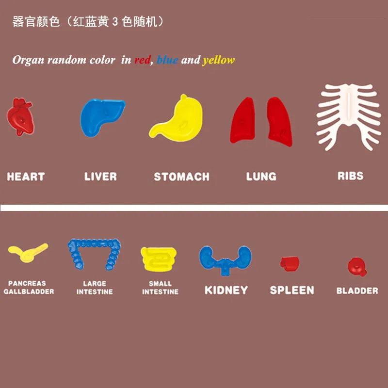 Britenway Body Parts Game Organ Assembled Toys for Boys Girls