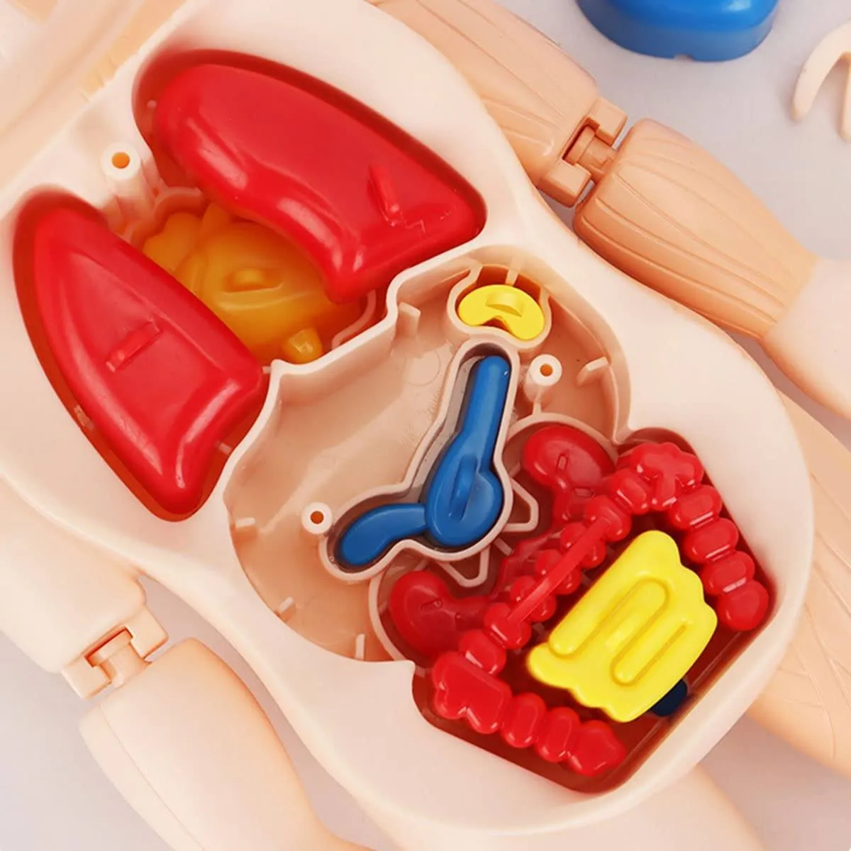 Britenway Body Parts Game Organ Assembled Toys for Boys Girls