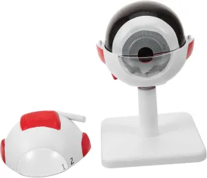 Display for Teaching and Research Lightweight and Portable Anatomy Model for Hospitals and Clinics Eye Anatomical biotic cinema Model Enlarged Realistic Eyeball 