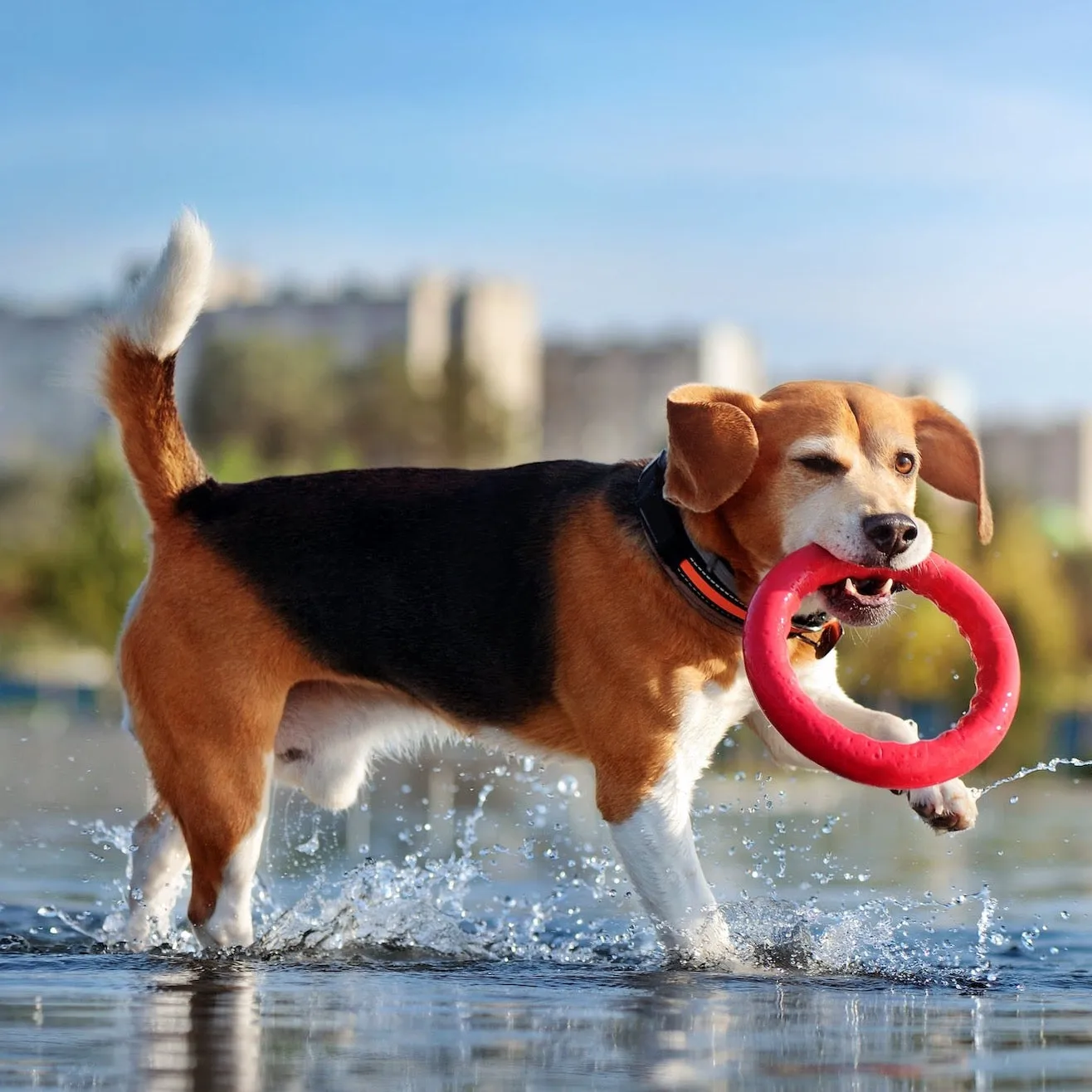 Dog Ring Toy by Poppy Lee Lane