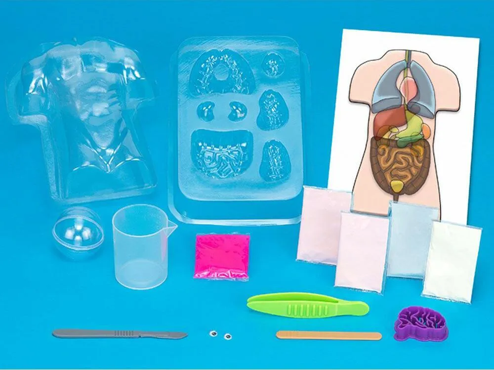 Gross Anatomy: Make-your-own Squishy Human Body Age 8 