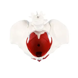 Health Studies Detailed babble domestic vague Display for Anatomy Learning Pelvic Floor Muscle Model Educational Medical Model with Bladder Anatomical Female Pelvic Model for 