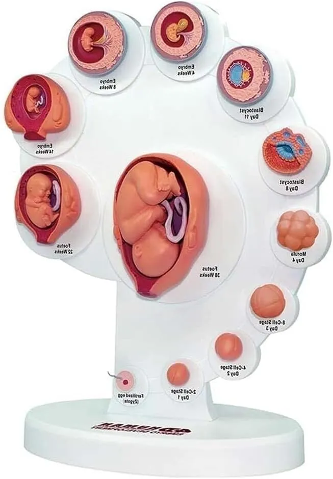 Human Anatomy Teaching aids Fetal Uterine Embryo Development Model Human Body Model Teaching aids eradication reproduction inspect cool flax degenerative fetal Organ Growth Process Model fetal Model 