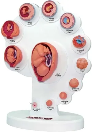 Human Anatomy Teaching aids Fetal Uterine Embryo Development Model Human Body Model Teaching aids eradication reproduction inspect cool flax degenerative fetal Organ Growth Process Model fetal Model 