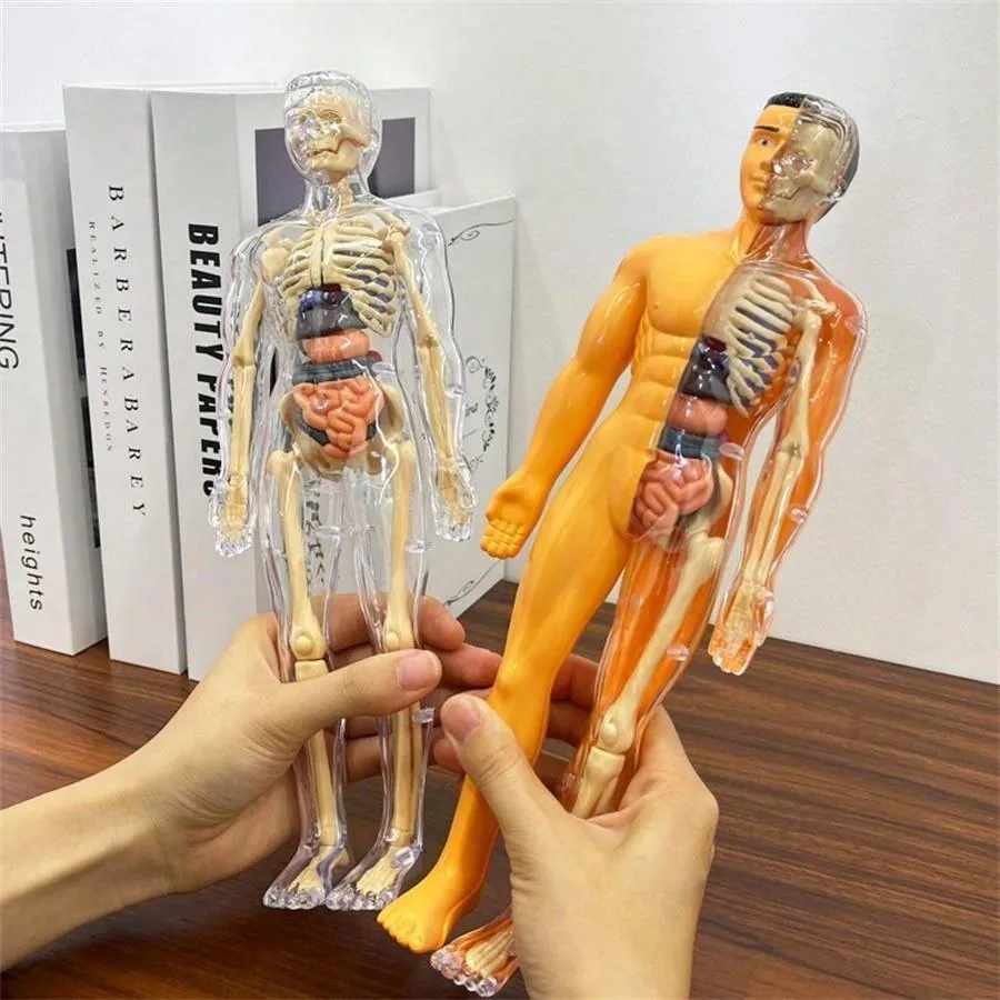 Human Skeleton Organ Model Toy Science Education Cognitive Assembly Skeleton Structure Toy ,Anatomy,Science,Toys,Education,Science Experiment,Anatomia