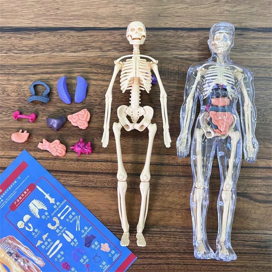 Human Skeleton Organ Model Toy Science Education Cognitive Assembly Skeleton Structure Toy ,Anatomy,Science,Toys,Education,Science Experiment,Anatomia