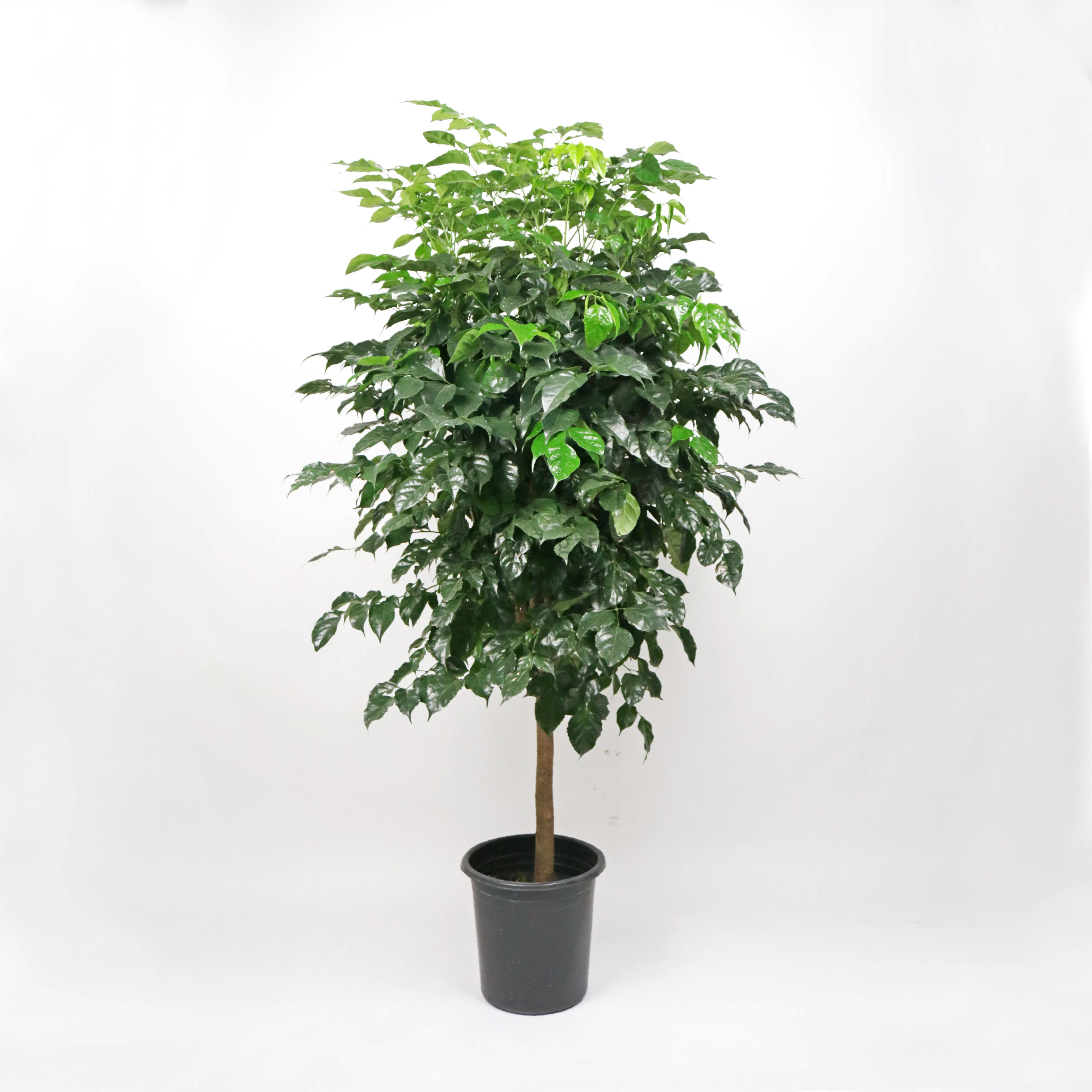 Large China Doll Plant (180cm) in Nursery Grow Pot