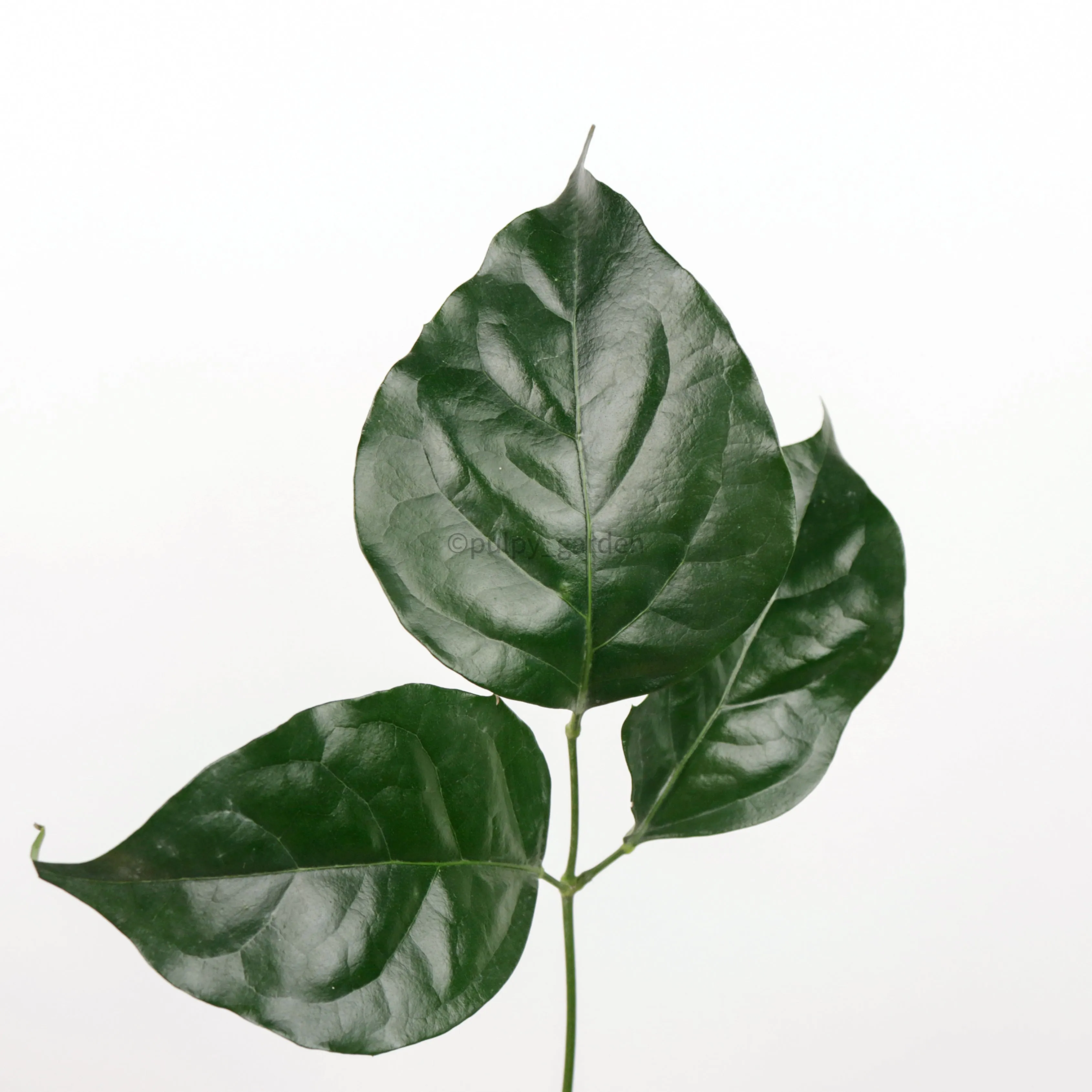 Large China Doll Plant (180cm) in Nursery Grow Pot