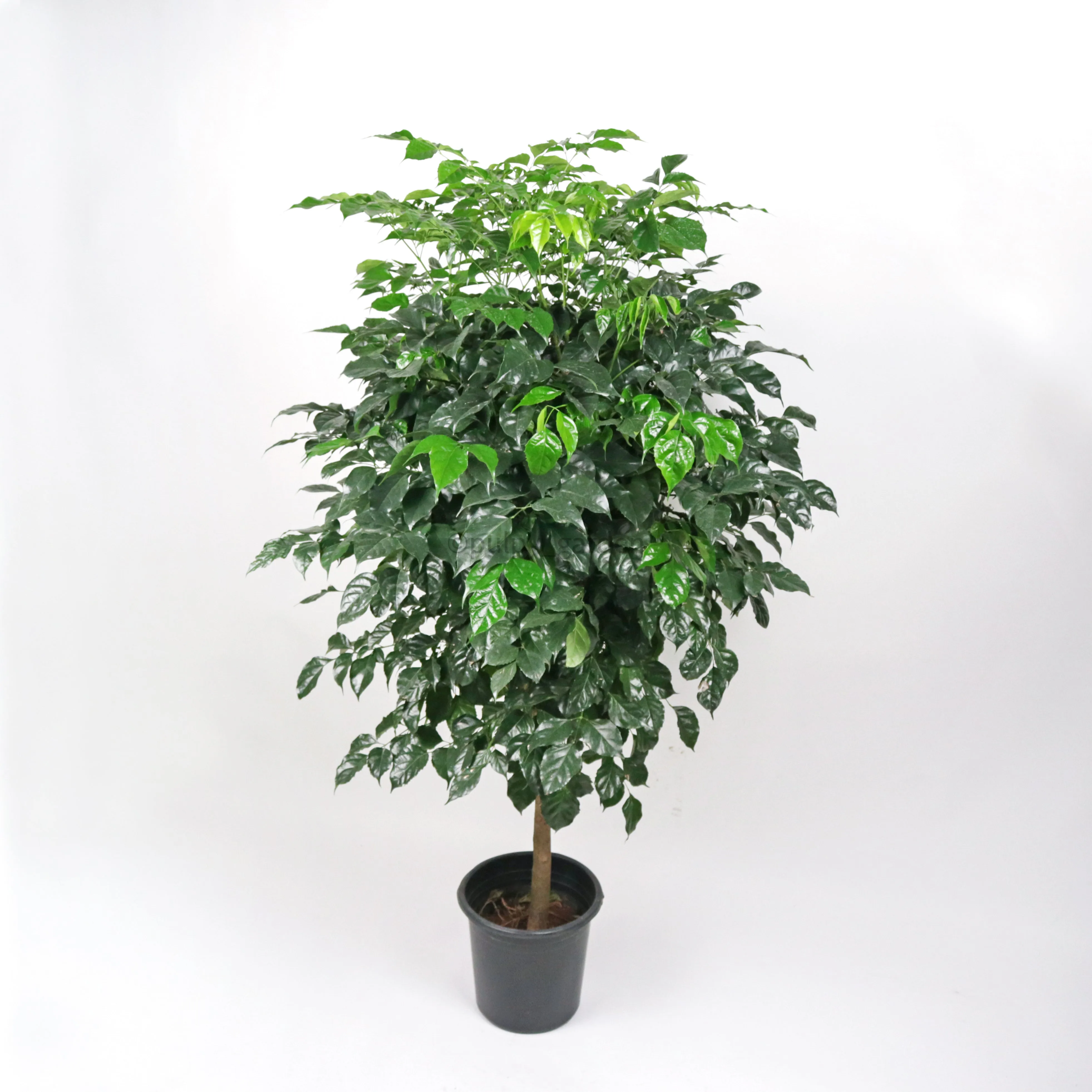 Large China Doll Plant (180cm) in Nursery Grow Pot