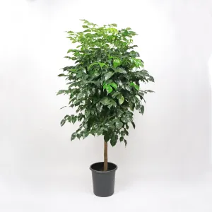 Large China Doll Plant (180cm) in Nursery Grow Pot