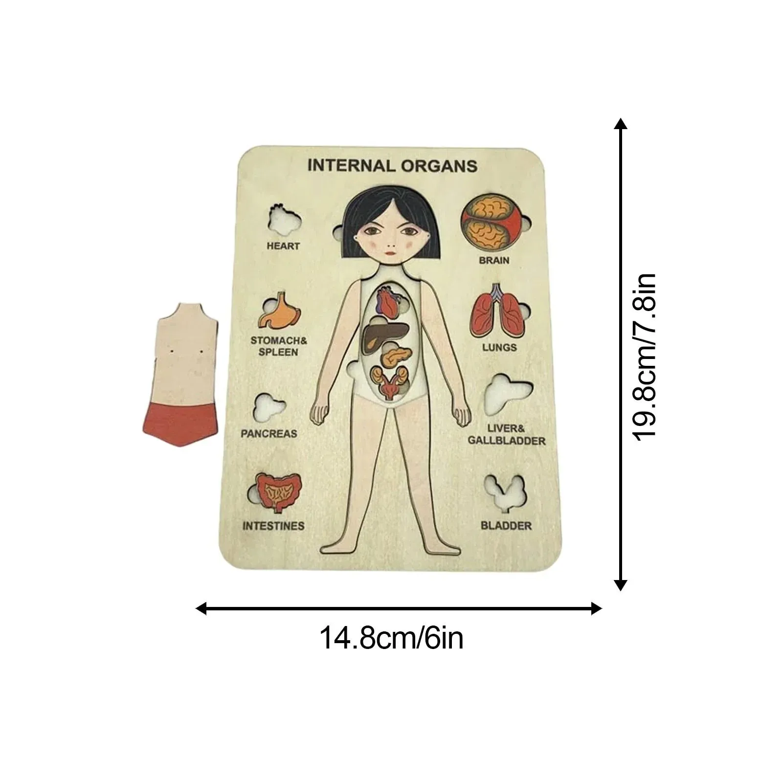 Learn The Human Body - Anatomy Wooden Puzzle