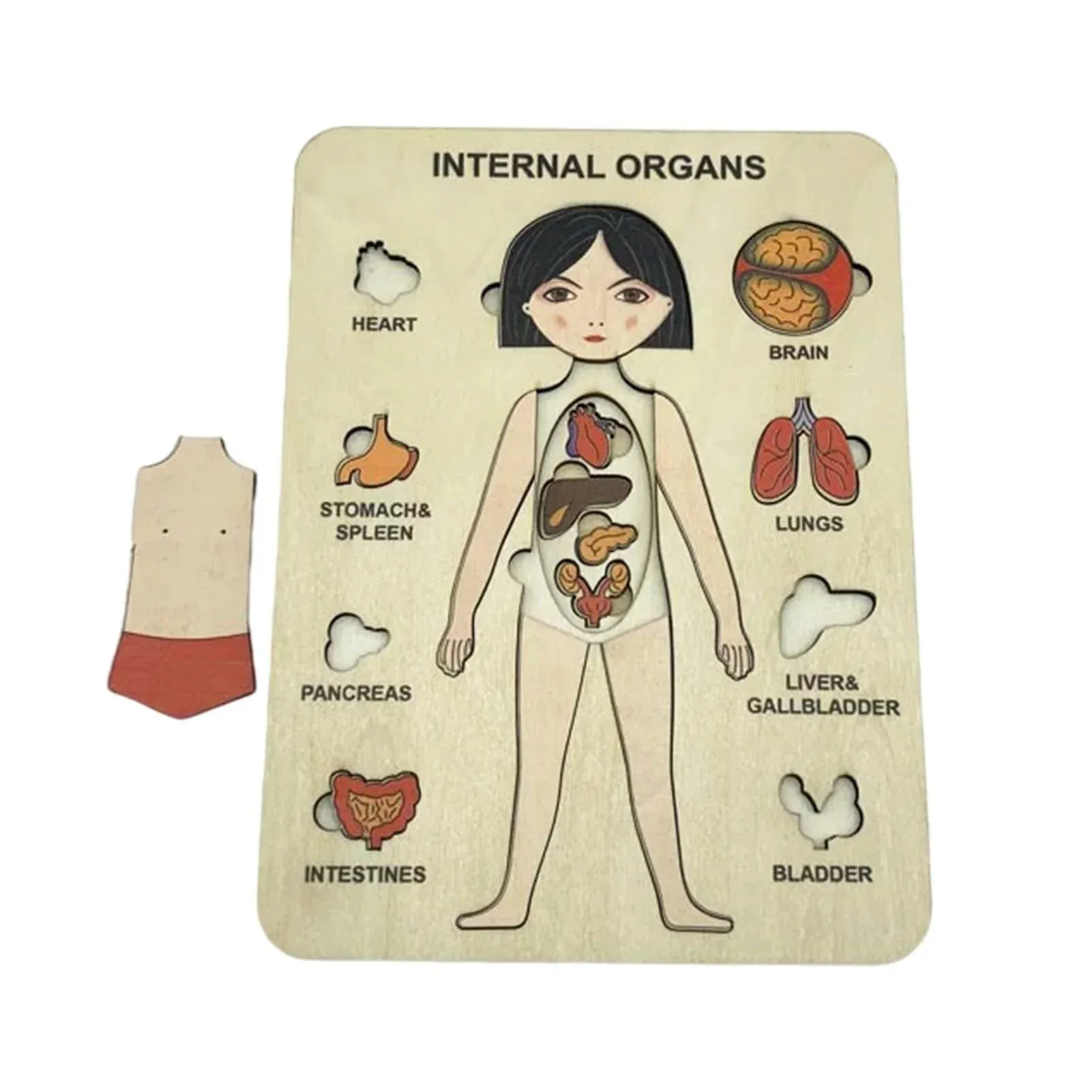 Learn The Human Body - Anatomy Wooden Puzzle