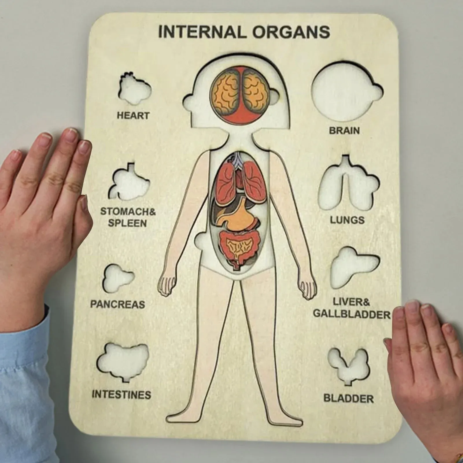 Learn The Human Body - Anatomy Wooden Puzzle