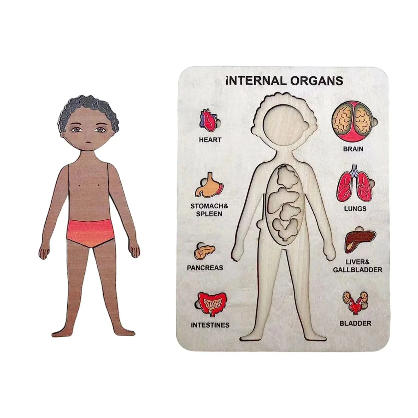 Learn The Human Body - Anatomy Wooden Puzzle