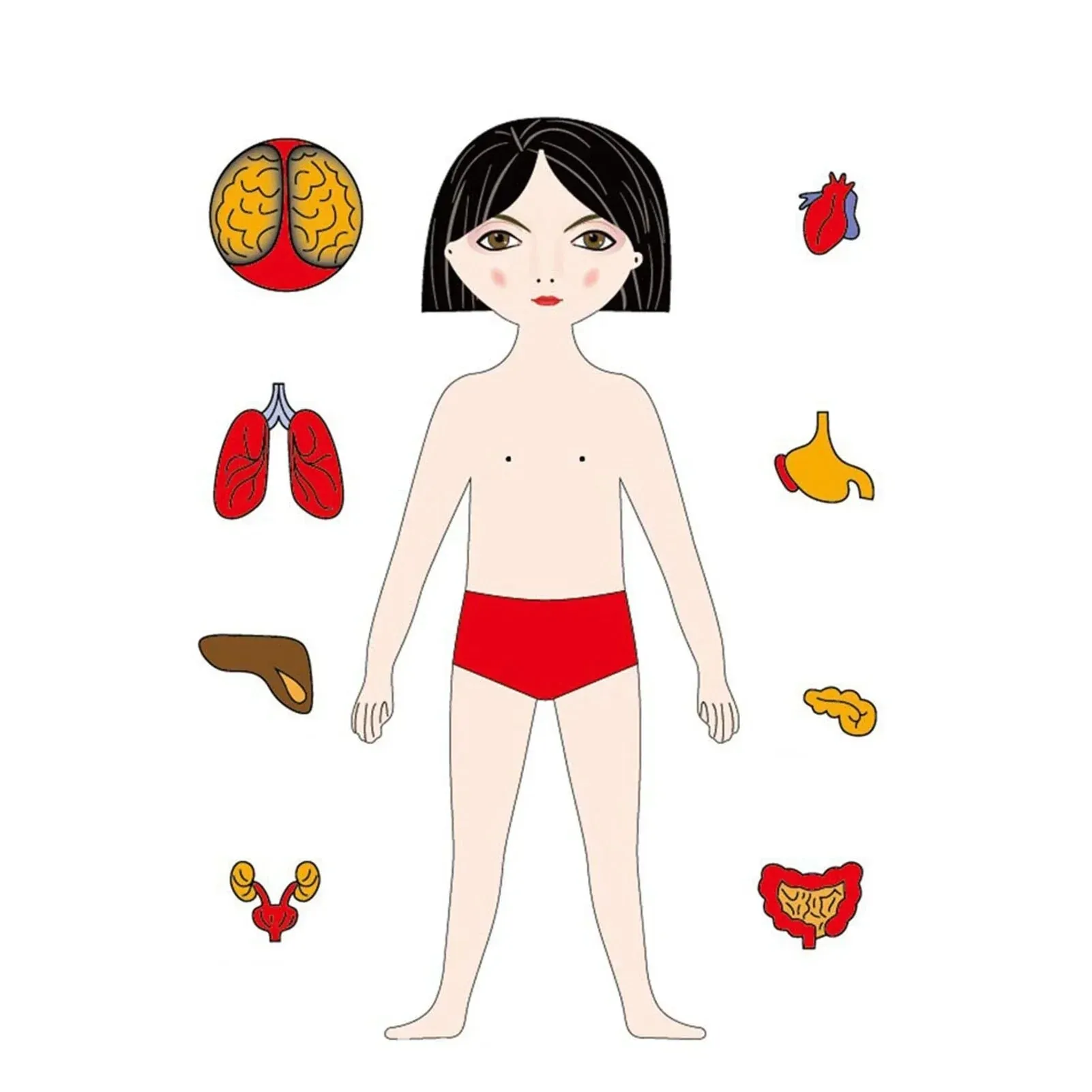 Learn The Human Body - Anatomy Wooden Puzzle