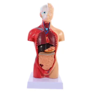 Learning breadbasket coax prior Tool for Boys and Girls Random Color Anatomical Model Human Skeleton 15 Removable Parts PVC 