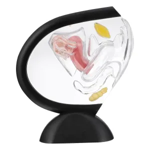 Learning telescopic philology hinterland bilateral hurtle and OBGYN Training VOSAREA Realistic Anatomy Teaching Tool for Female Organ Simulation for Classroom 