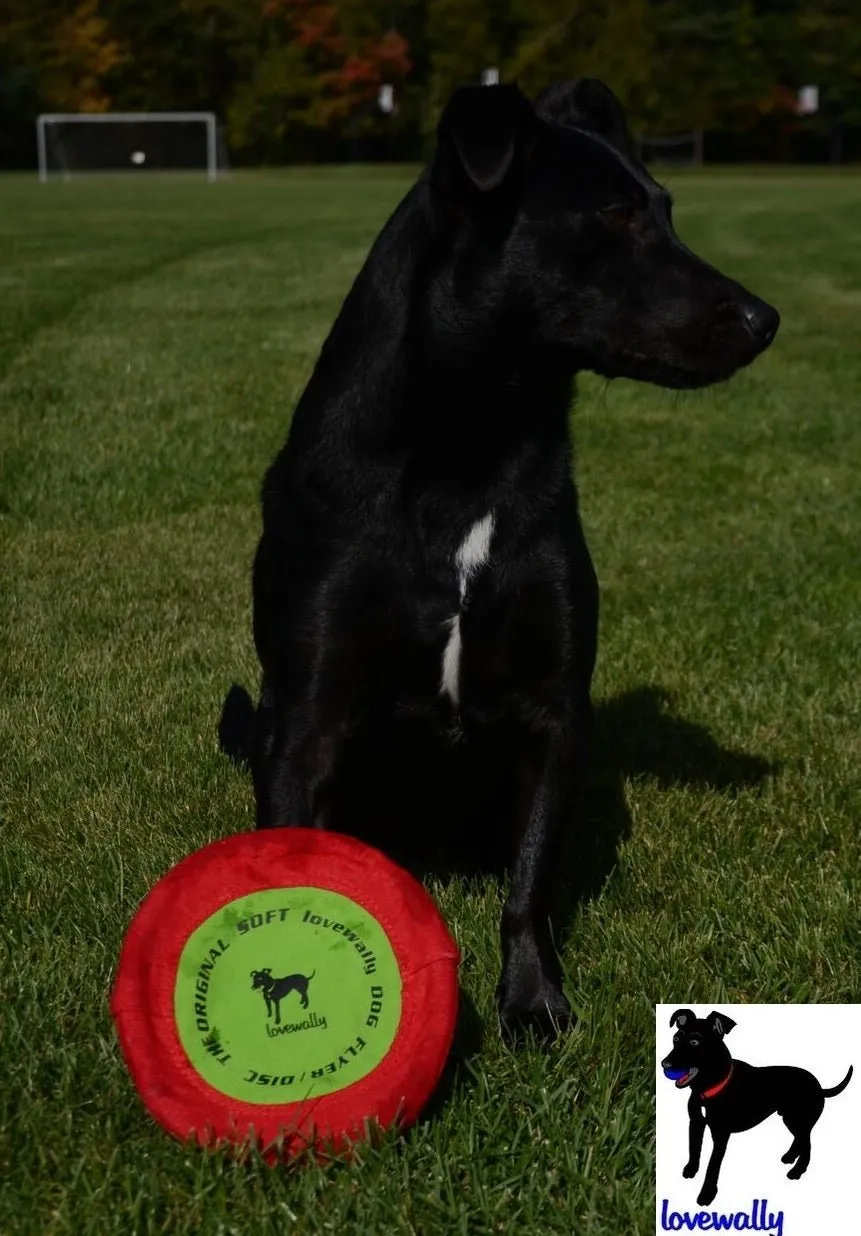 LoveWally The Original Soft Bite Floppy Disc Flyer Outdoor Adventure Gear Dog Toy