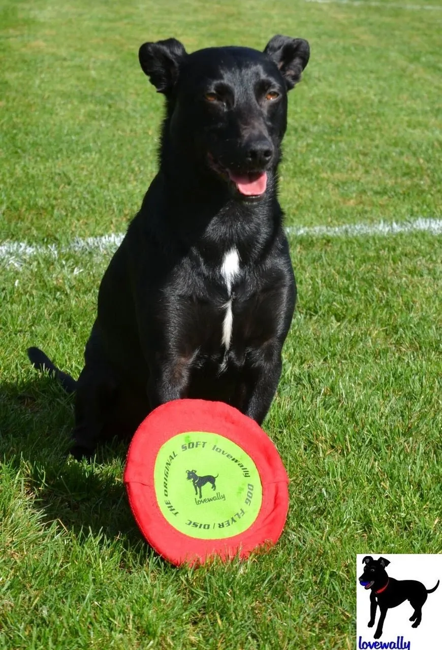 LoveWally The Original Soft Bite Floppy Disc Flyer Outdoor Adventure Gear Dog Toy