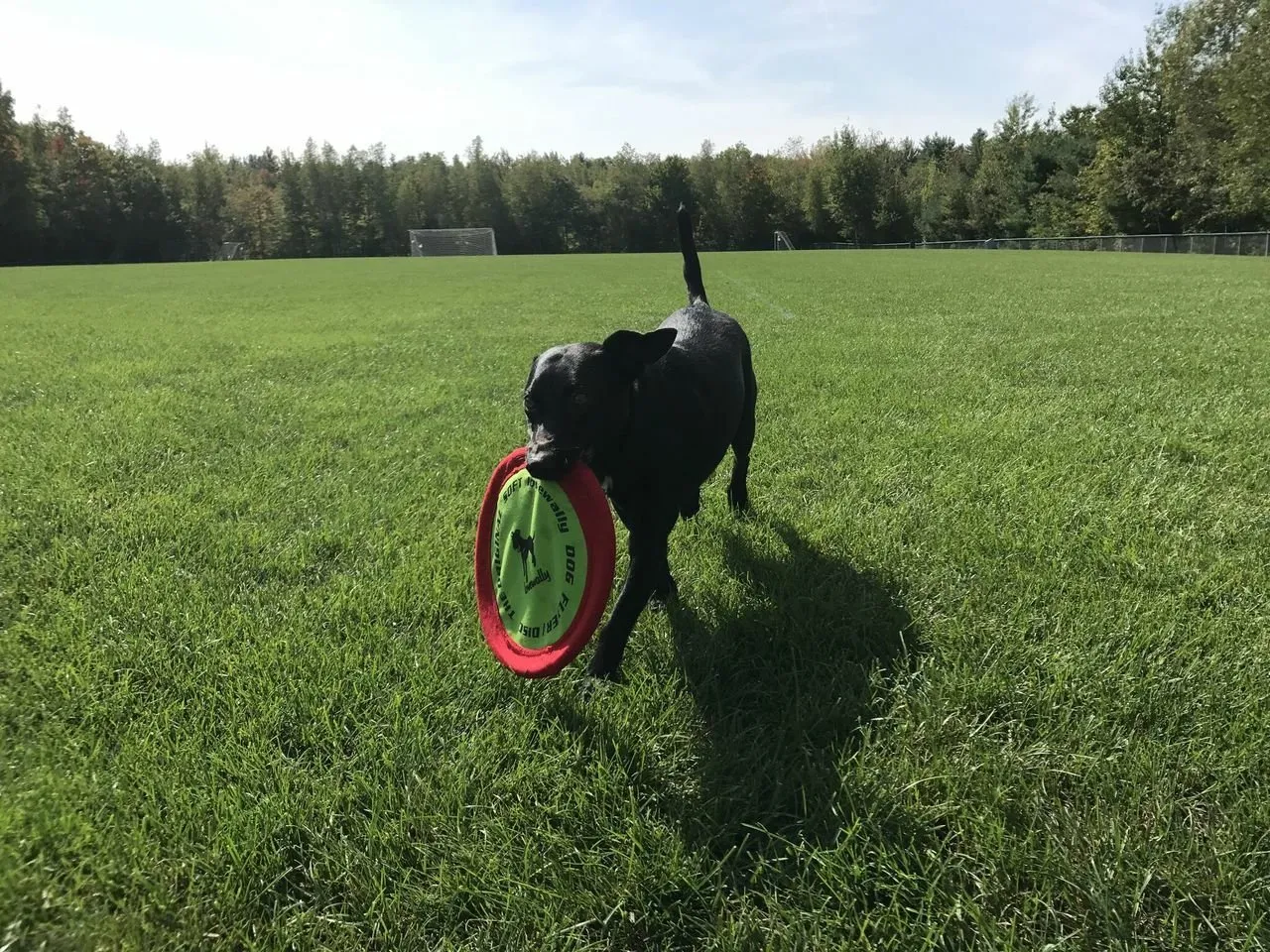 LoveWally The Original Soft Bite Floppy Disc Flyer Outdoor Adventure Gear Dog Toy