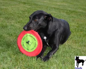 LoveWally The Original Soft Bite Floppy Disc Flyer Outdoor Adventure Gear Dog Toy