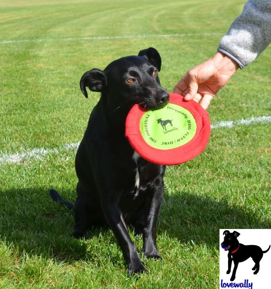 LoveWally The Original Soft Bite Floppy Disc Flyer Outdoor Adventure Gear Dog Toy