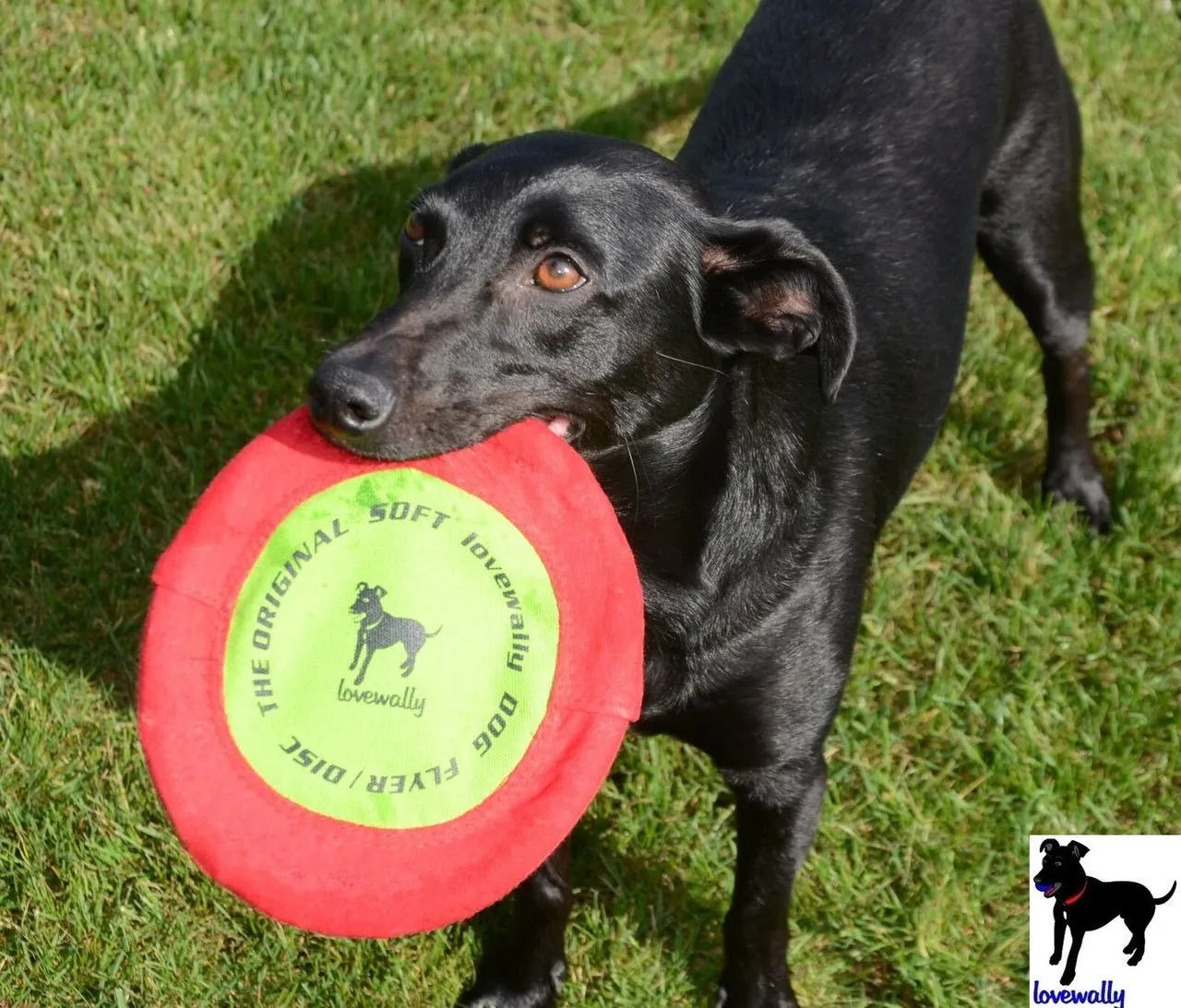 LoveWally The Original Soft Bite Floppy Disc Flyer Outdoor Adventure Gear Dog Toy