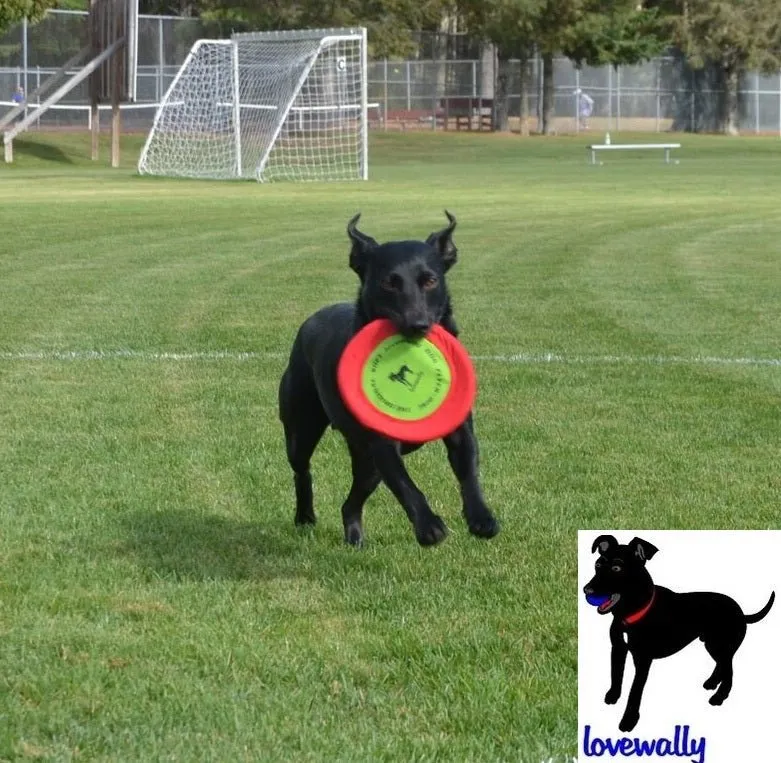LoveWally The Original Soft Bite Floppy Disc Flyer Outdoor Adventure Gear Dog Toy