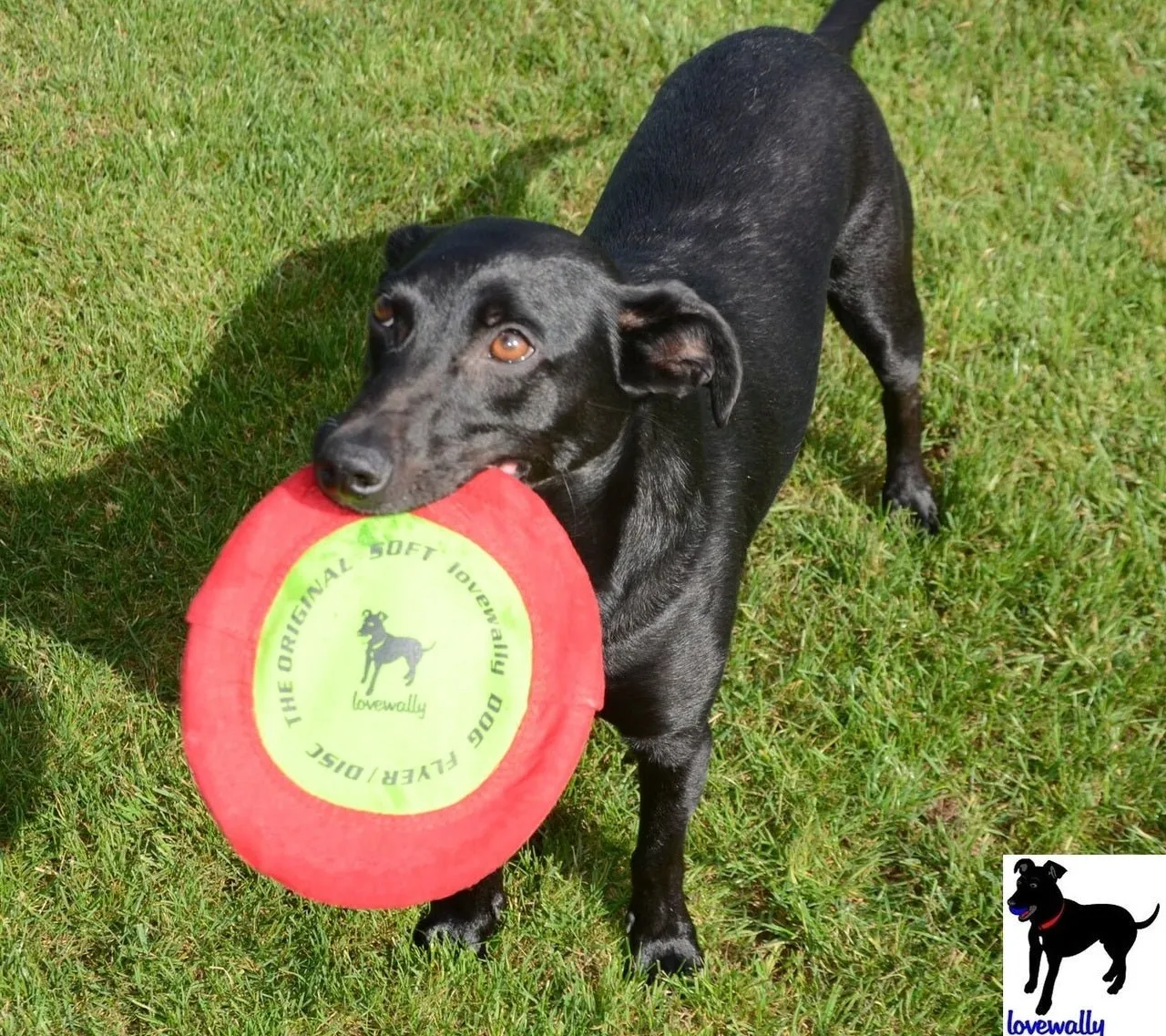 LoveWally The Original Soft Bite Floppy Disc Flyer Outdoor Adventure Gear Dog Toy