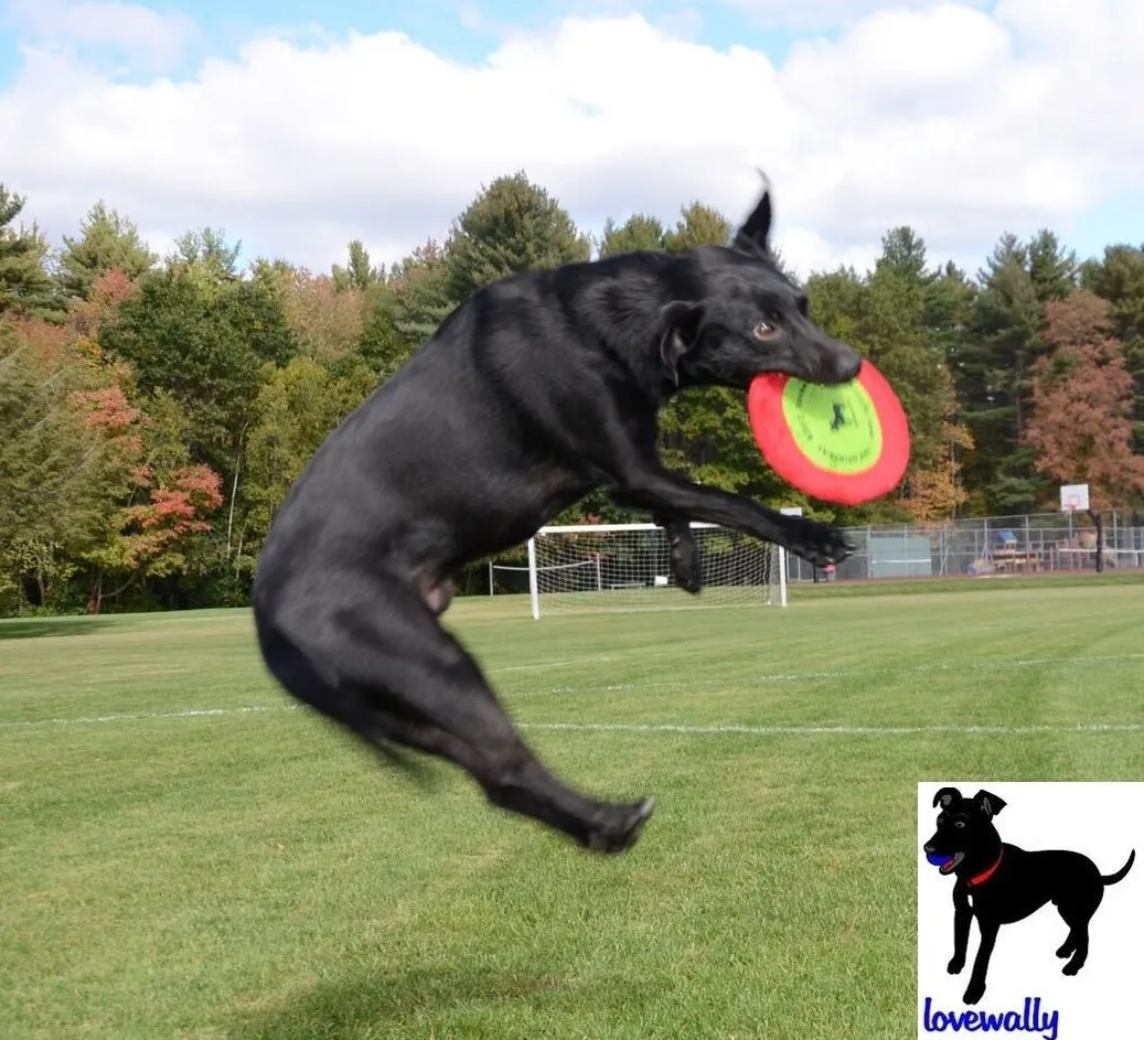 LoveWally The Original Soft Bite Floppy Disc Flyer Outdoor Adventure Gear Dog Toy