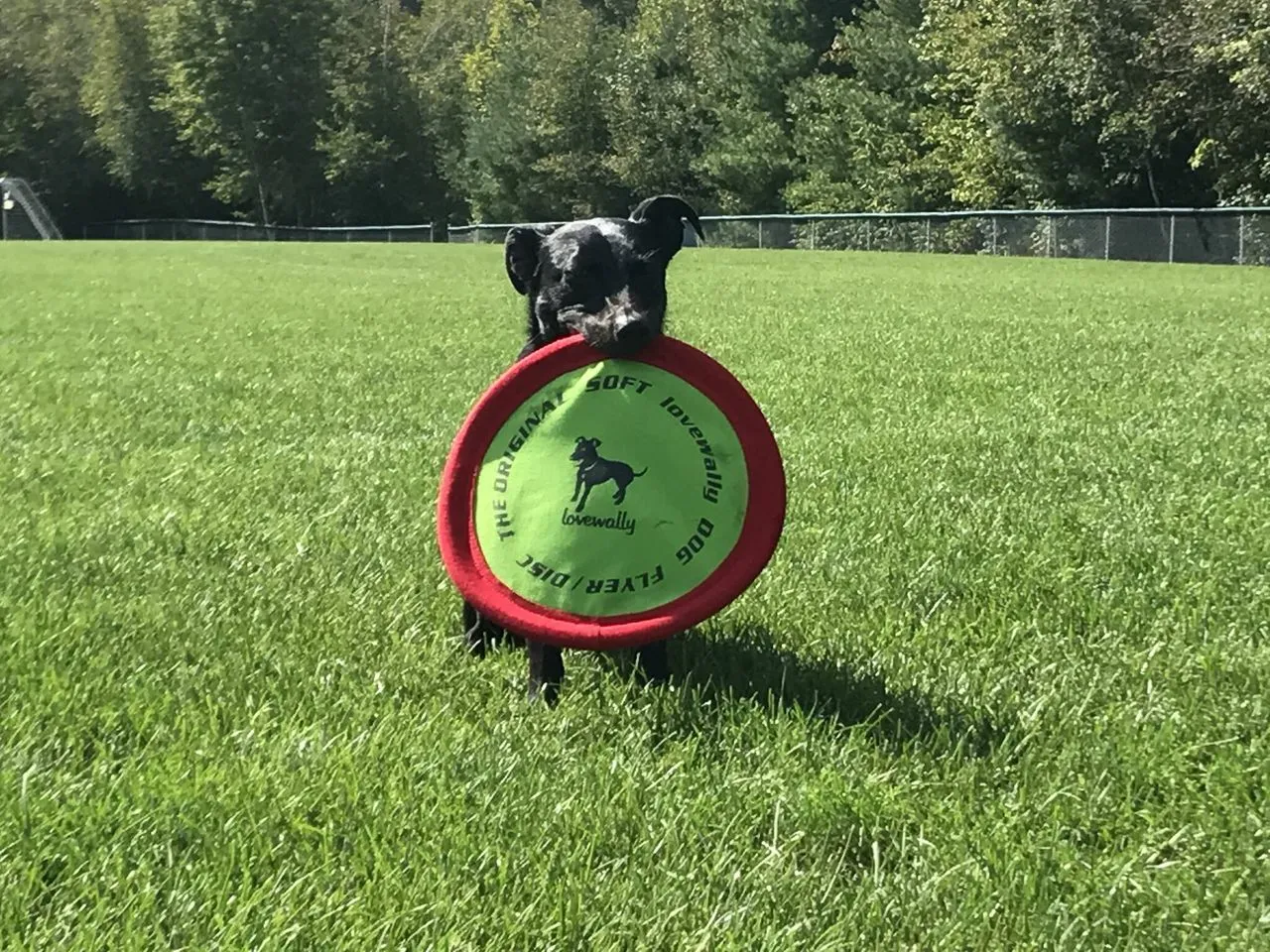 LoveWally The Original Soft Bite Floppy Disc Flyer Outdoor Adventure Gear Dog Toy