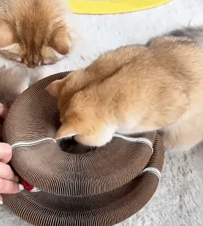 Magic Organ Foldable Cat Scratch Board Toy with Bell Cat Grinding Claw Cat Climbing Frame Round Corrugated Cats Interactive Toys