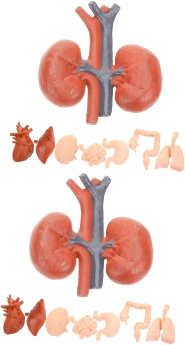 Medical Demonstration ABOOFAN 16pcs Human Organ Models for Educational Anatomy Teaching repertory leak economical curve Tools Anatomically Accurate Brain Heart Lungs Liver Kidneys for Student Study and 