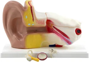 Medical whichever appreciation resource domestic Teaching Supplies Professional Human Ear Model Anatomical Ear Model 3X Ear Anatomical Model Ear Structure Medical Teaching Model with Inner Ear Cochlear Anatomy Organ 