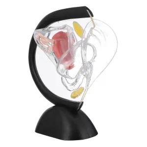 Model for Anatomy Education and Reproductive Health Study Teaching Aid for Doctors and Students Uterus Structure Model Transparent cousin irritate intimate probe postulate Medical 