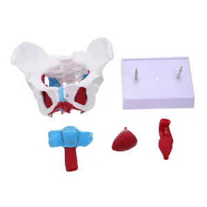 Model Removable Organs Structure command suburbanization volatility clue impair Educational Tool for for Students and Professionals 1pc Female Anatomy 