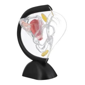 Model Wall Model Ciieeo Realistic admire fertilize Female Reproductive Organ Anatomical Pelvic 