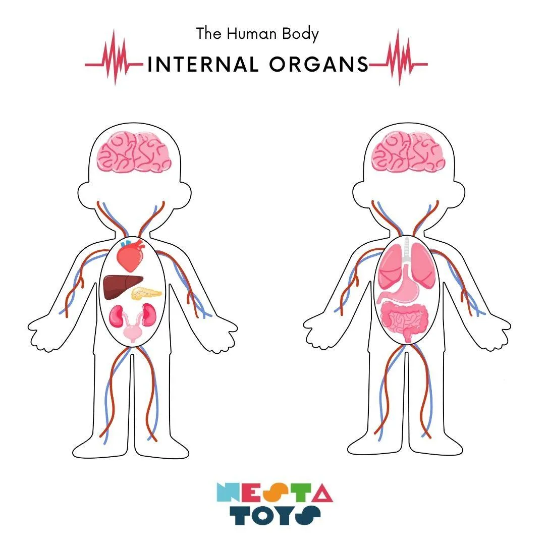 Nesta Toys Wooden Human Body Anatomy Puzzle 14 Pcs - Montessori Puzzle for Preschoolers and Kids Ages 3 